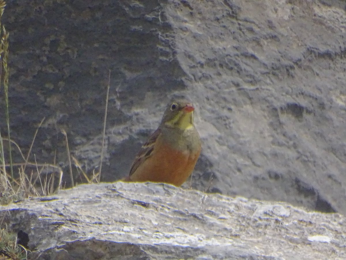 alvarofm_eco's tweet photo. Escribano hortelano (Emberiza hortulana) y collalba gris (Oenanthe oenanthe).

Montaña palentina ⛰️ https://t.co/aUFnfvSocv