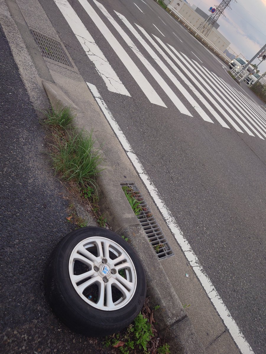 zuizui_r's tweet photo. 草津では琵琶湖周辺の固有種である野生のホイールが収穫期を迎えており、場所によっては道路脇の雑草とともに生えてたりすることもあるらしい https://t.co/wp3ADDdCvZ
