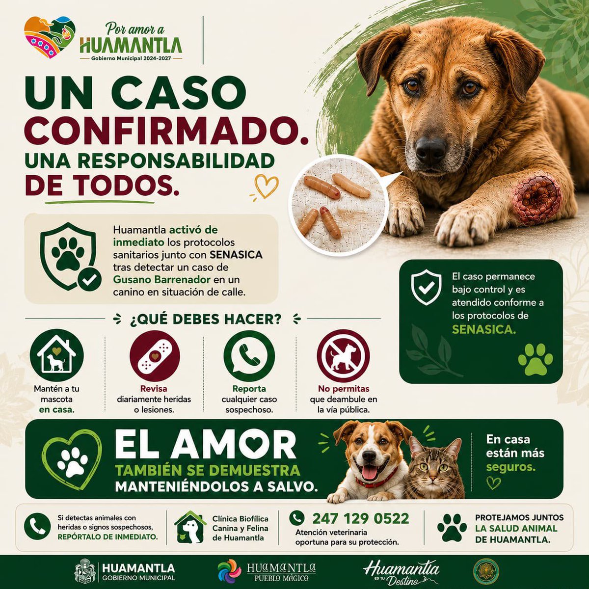INDICEMEDIAMX's tweet photo. ⭕️ #Cuidado | 🚨 La prevención del gusano barrenador es responsabilidad de todas y todos. 

Tras la confirmación de un caso en un canino en #Huamantla, #Tlaxcala autoridades hacen un llamado a la población para reforzar los cuidados de perros y gatos.

📌 Mantén a tus mascotas bajo vigilancia.
📌 Revisa constantemente heridas, ojos, nariz, boca, oídos y otras zonas donde la mosca puede depositar sus huevecillos.
📌 Mantenlas resguardadas en casa y evita que deambulen por la vía pública.
📌 Si detectas la presencia de larvas o “gusanitos”, repórtalo de inmediato a las autoridades o a un médico veterinario.

La prevención es la mejor herramienta para proteger la salud de nuestros animales y evitar la propagación de esta plaga.
