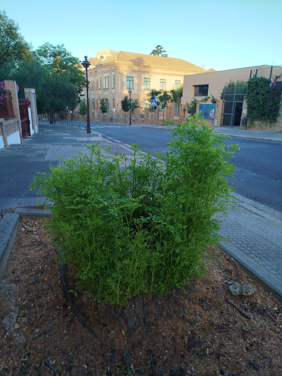 _jjortiz_'s tweet photo. 🪵🌱Clase práctica, desde el #Conquero, frente al #IESRabida, del poder de las plantas (Cinamomo, árbol del paraiso, brotando de sus raices )
#julio https://t.co/bVtW13ghWL