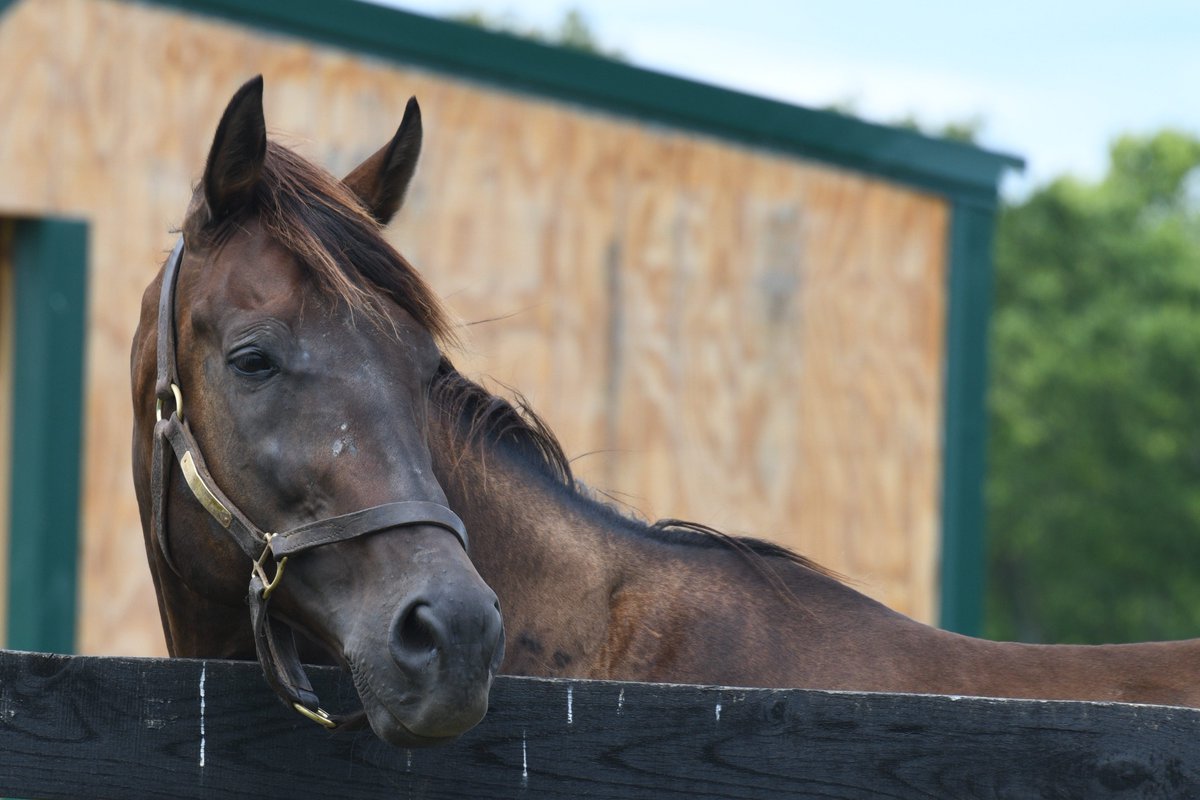 Oldfriendsfarm's tweet photo. Bellamy Road's legacy grew over the weekend when grandson Booth won the Iowa Sprint! 

It’s the third straight week an Old Friend resident has registered a SW with Rainbow Heir’s daughter Miss Vyvyanne winning the G2 Highlander and Soldat’s Spirited Sol winning the Karl Boyes. https://t.co/AYtSVHPgN7