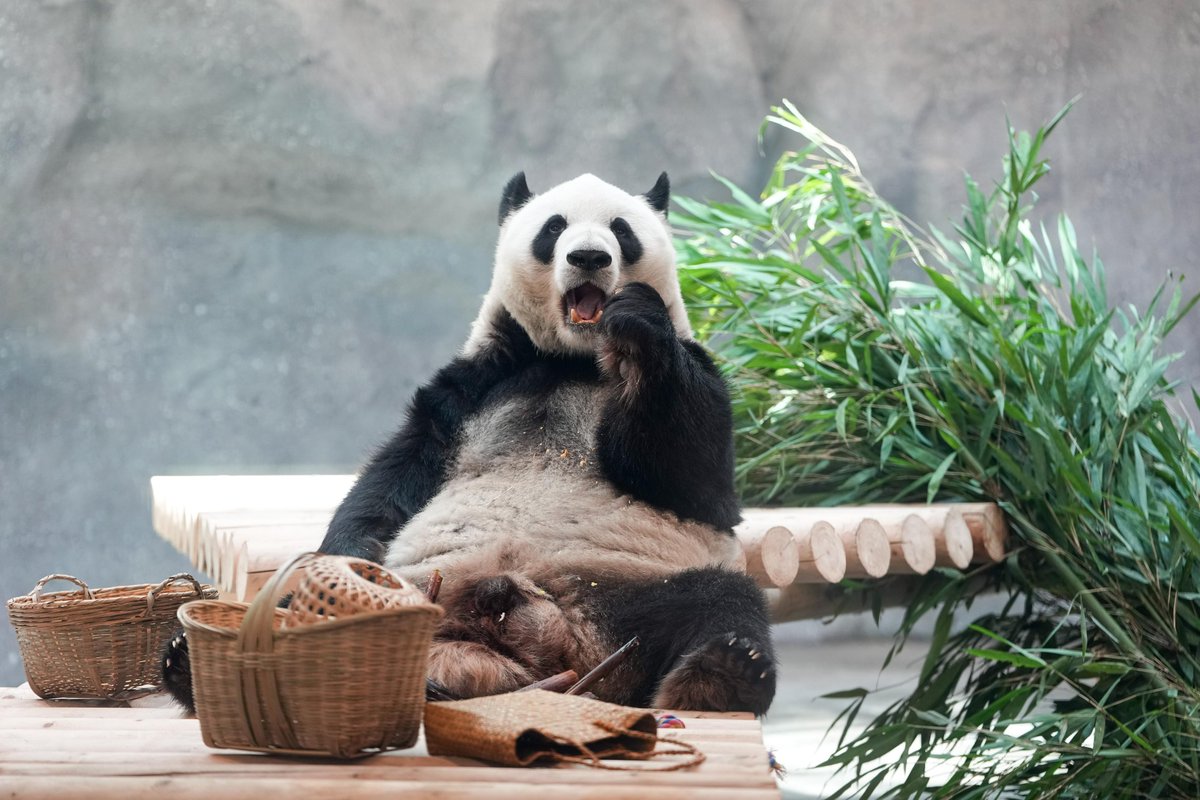 XHNews's tweet photo. Five giant pandas have moved into a newly opened facility at Beijing Zoo. Covering 13,000 square meters, the site features indoor exhibition halls, animal enclosures and outdoor activity areas, providing a more comfortable habitat for the giant pandas https://t.co/1Ljw0NIFGV https://t.co/YBgDtUa8cw