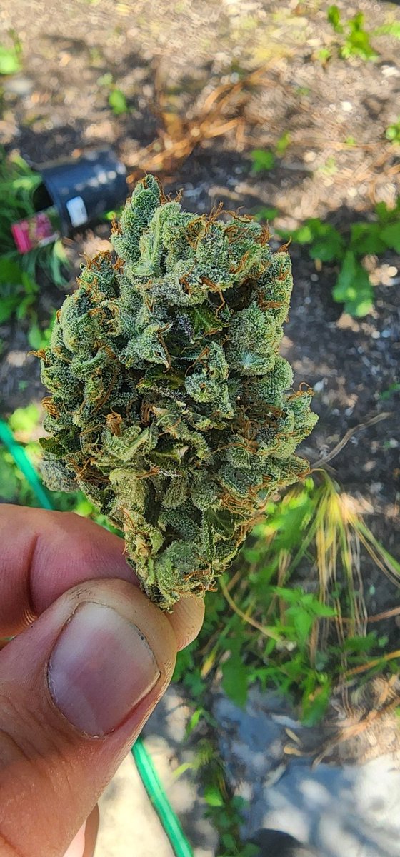 pharmboyz tweet picture
