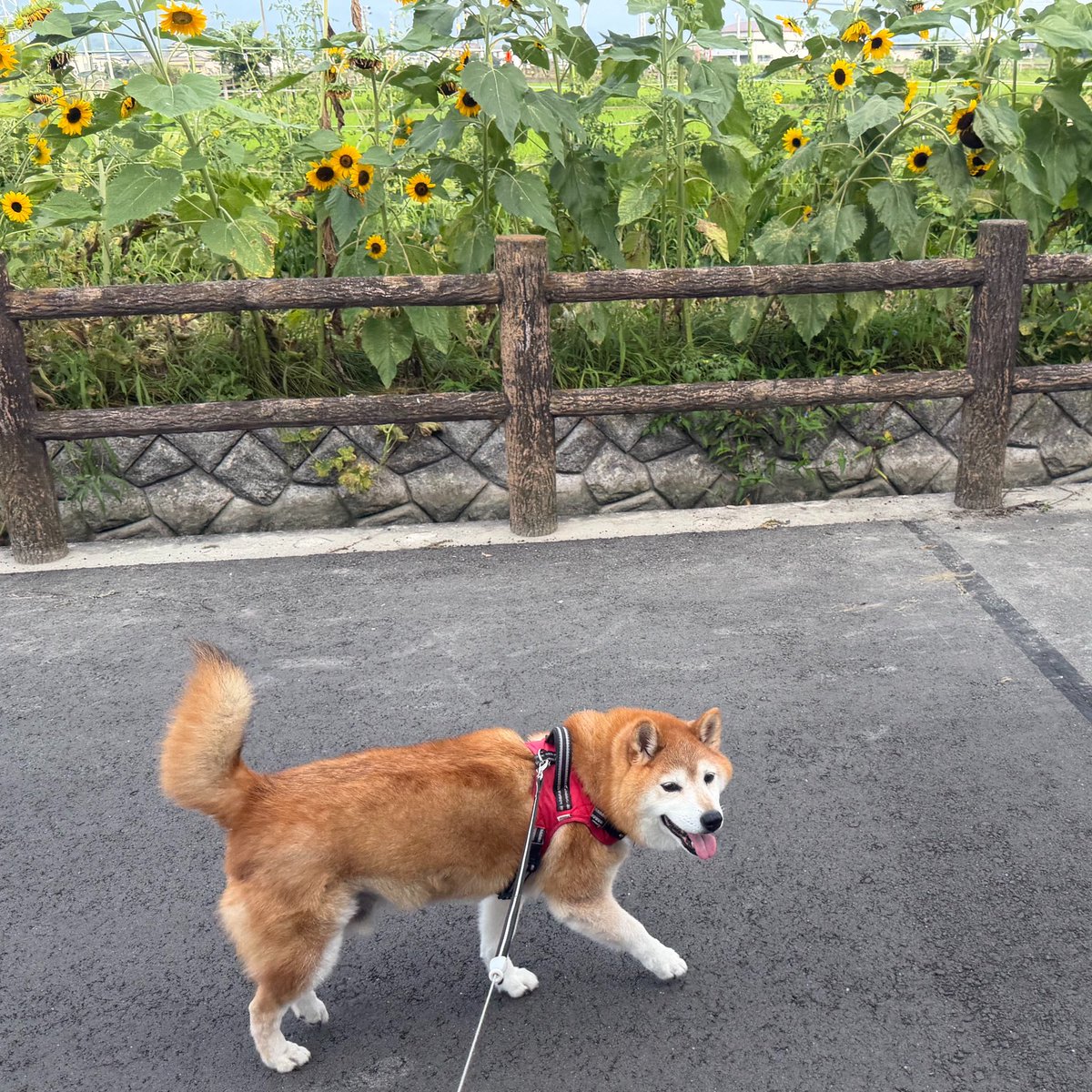 柴犬のいる生活 #朝んぽ 笑顔が見られた嬉しい朝んぽ☺️