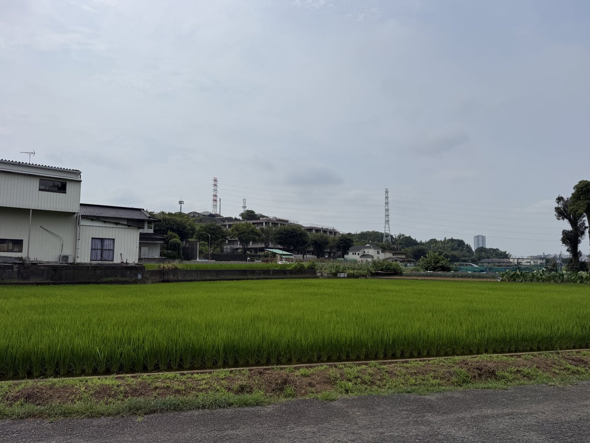 Post by ◇マコト◇ on X: 夏🌾🌾