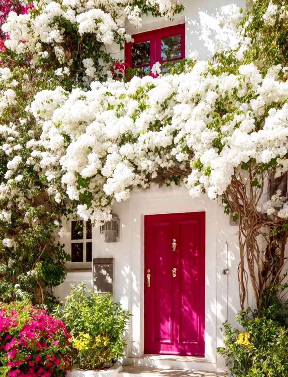 calmlivng's tweet photo. house surrounded by bougainvillea flowers https://t.co/aA3kQo9GuC