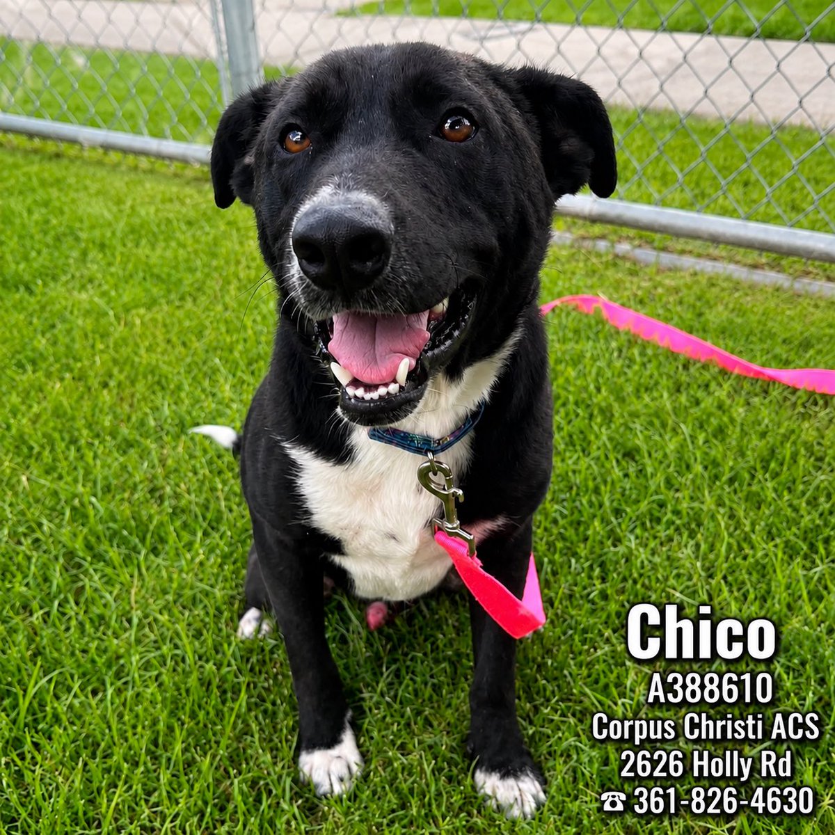 shannon_fla's tweet photo. 🆘Puppy Chico #A386610 also urgent at #CorpusChristiACS  Chico can be killed anytime for space🆘Please repost

Sweet Chico is a 14 m/o lab mix who was surrendered and lost the only home he ever knew. CCACS wanted 20 kennels cleared today or else 💉.

Chico is a friendly boy who is ready to go!
Fully-vetted/neutered/HW-

Please pledge to attract a rescue if you can.
Chico can be adopted 12-5:30 at CCACS.