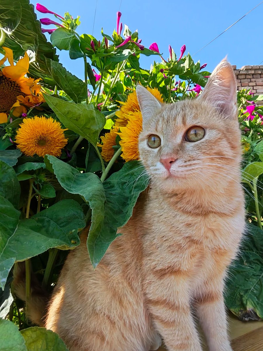 Monster49408447's tweet photo. Orange cat & sunflower summer moment 🐱🌼
#TabbyCat #SummerGarden #PetPhotography #FlowerCat #photo https://t.co/zB0N7JirNo