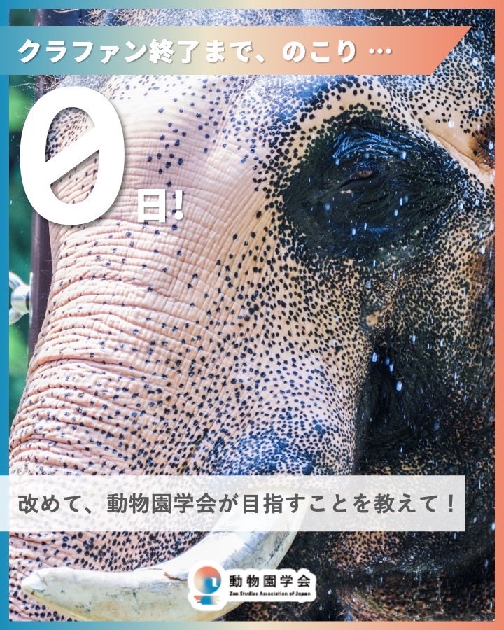 zoostudy_2026's tweet photo. 【#動物園学会 始動クラファン 本日最終日！】

「改めて、動物園学会が目指すことを教えて！」

▼クラファンページ
https://t.co/f80hWA5WFM

とうとう本日で最終日となりました…！
ここまでご支援くださった皆さまには心から感謝申し上げます✨
皆様からの温かいメッセージにも、とても心強く感じています。

本日最終日となりますが、学会へのご入会はクラファン終了後も引き続きお待ちしております！

#動物園学 #動物園 #水族館 #ZooStudy
#Japan #zoo