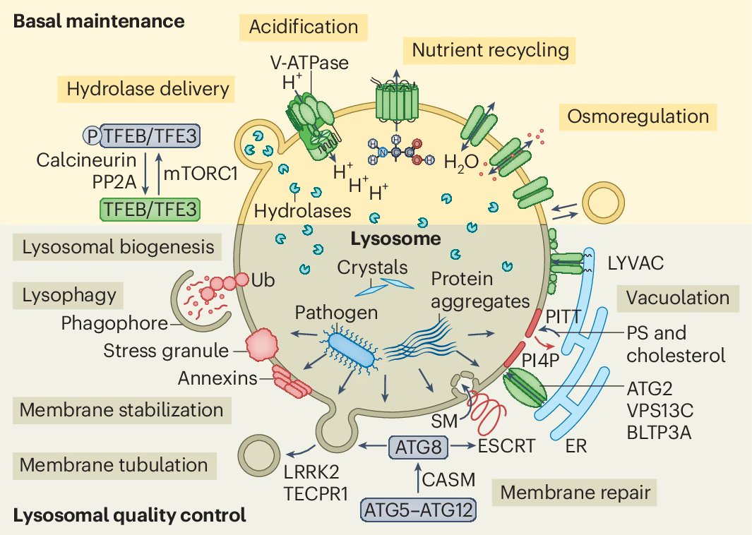 JayXiaojunTan's tweet photo. Today @NatureCellBio, we present a current view of lysosomal biology in aging and evaluate emerging therapeutic strategies. It has been a remarkable group effort from @AgingPitt. 
Free PDF here https://t.co/k4Q88A1uKq https://t.co/A2SM6Noij8