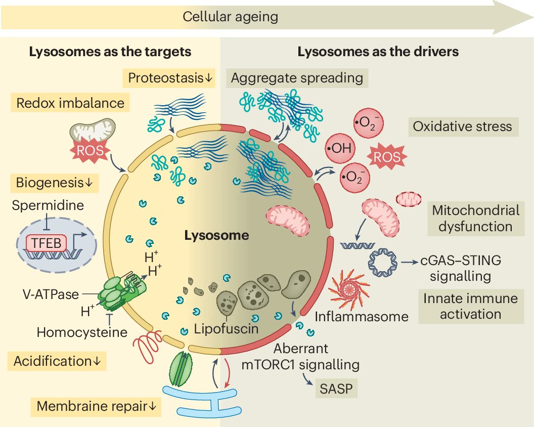 JayXiaojunTan's tweet photo. Today @NatureCellBio, we present a current view of lysosomal biology in aging and evaluate emerging therapeutic strategies. It has been a remarkable group effort from @AgingPitt. 
Free PDF here https://t.co/k4Q88A1uKq https://t.co/A2SM6Noij8