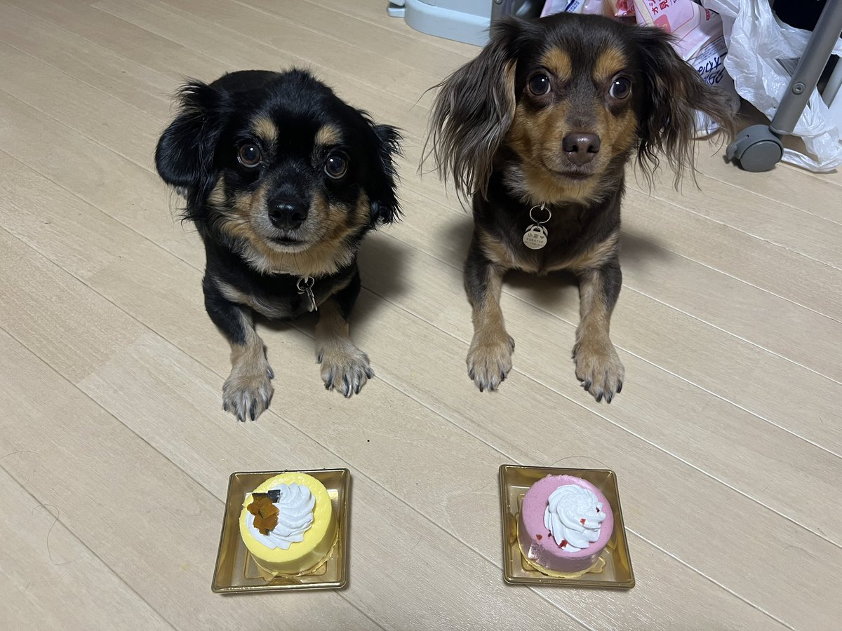 Lucea821's tweet photo. 昨日7月15日に6回目の誕生日を迎えた我が家の小夏さん。

ケーキをペロリと頂きました。 https://t.co/Pclc2ny0OL