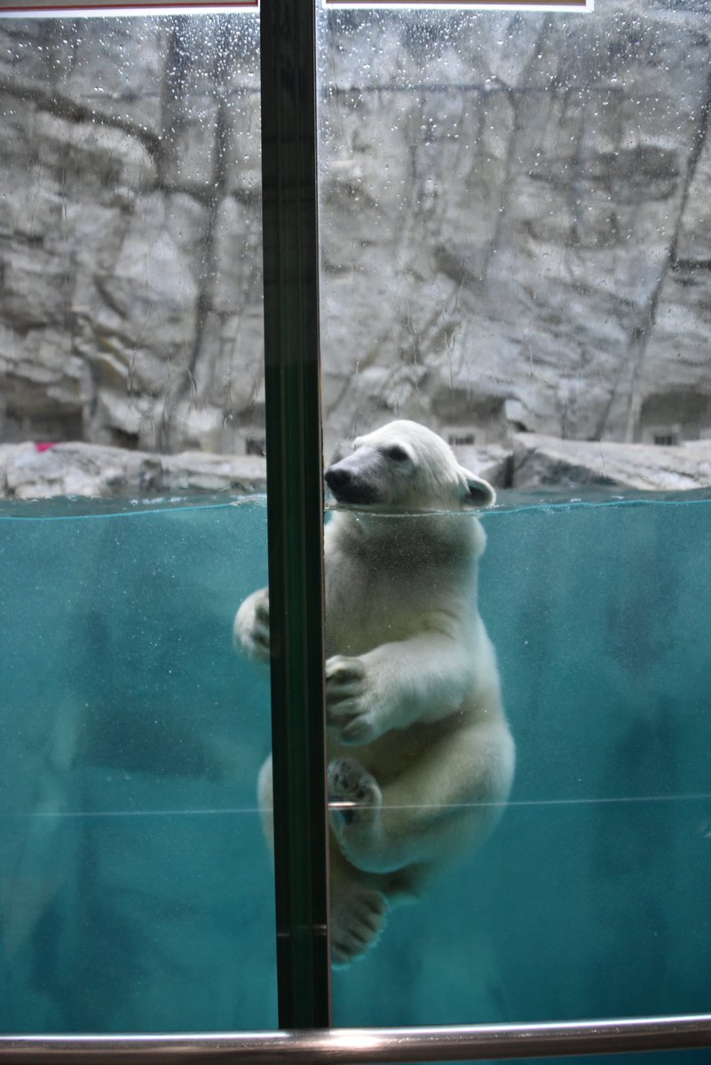 ogaaquariumgao's tweet photo. 休憩ポイントらしいです。

https://t.co/tgF1p30q15

#男鹿水族館GAO
#ホッキョクグマ
#ホッキョクグマモモ太 https://t.co/yzSjYwm4bu