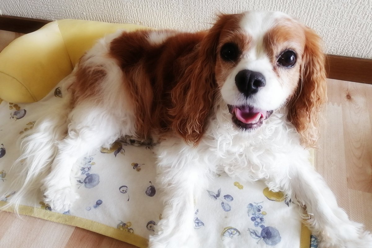 latte_time's tweet photo. 生後8年10ヶ月29日 🐶
#dog #cavalier #キャバリア https://t.co/6LRm6d9MvT