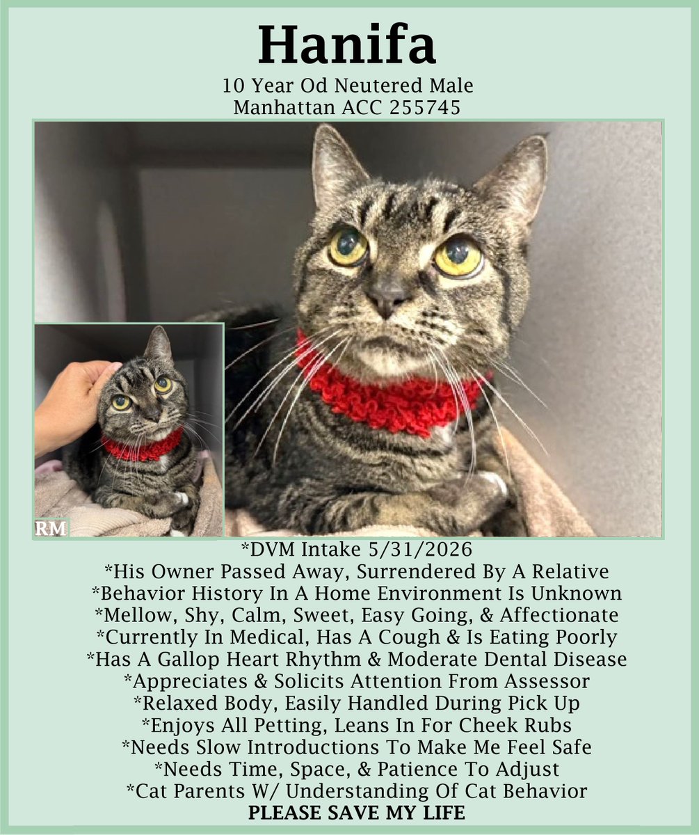 sachikoko's tweet photo. 🆘URGENT🆘MEDICAL PRIORITY🆘SENIOR ALERT🙏🏾PLZ SHARE🆘
🙏🏾PLZ #PLEDGE 2 SAVE MY LIFE
💝Sweet 10YO #Senior Gray #Tabby Kitty HANIFA💝
😿💔His Owner Passed Away, Now Coughing &amp; Eating Poorly
🚨Needs #Adoption #Rescue #Foster🚨
▶️255745 https://t.co/6s5z9EU4Ho
#Manhattan #NYCACC #Cats https://t.co/OlajdGV3mw