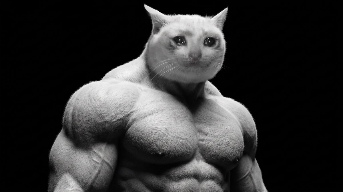 Cash Cat tweet media