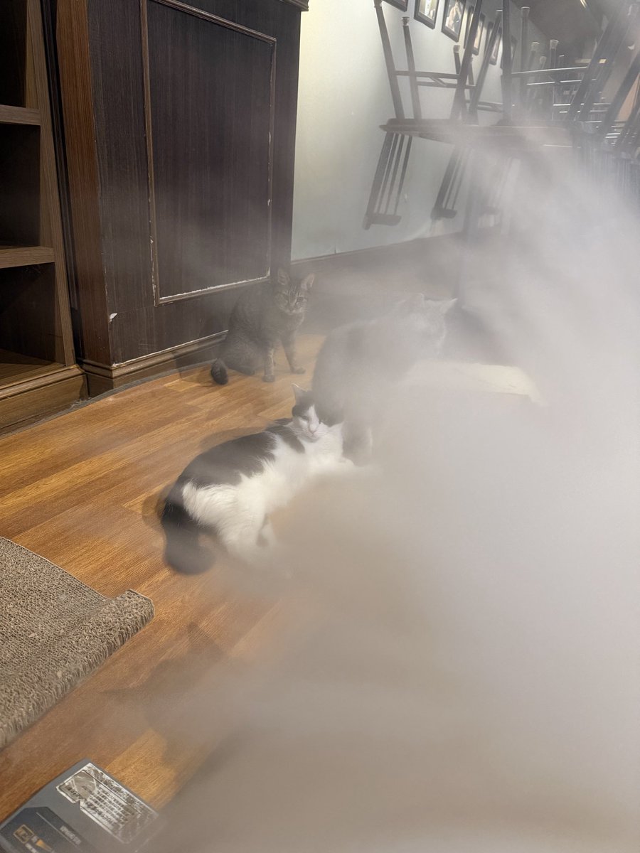 Calaugh_asakusa's tweet photo. カフェきゃらふ11時オープン！寄り添ってて可愛いな、って撮ってたら。火事かな？ https://t.co/P2V418S7TP