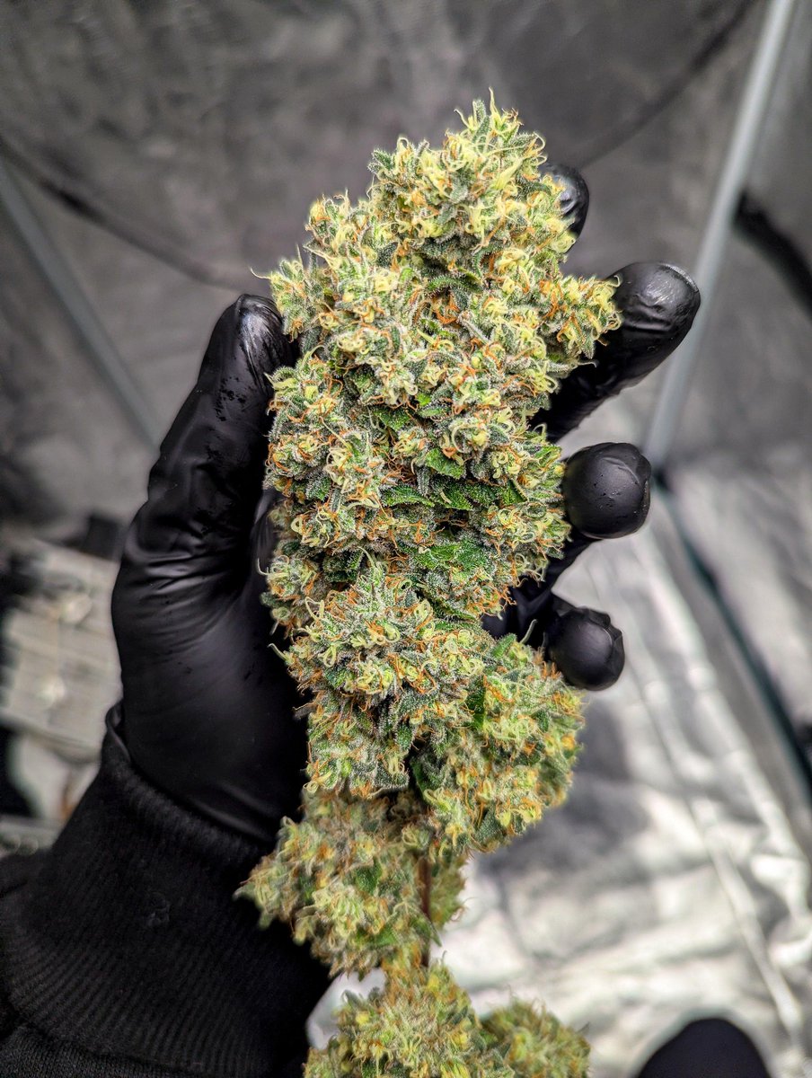 SPACEBLUNT17's tweet photo. Chocolate Heaven

This Afghan × Cannalope cross delivers a vibrant mix of sweet tropical fruit wrapped in subtle notes of dark chocolate. The aroma is rich and inviting, while the smoke leans smooth and dessert-like without becoming overpowering. https://t.co/JGEtQdRLdc
