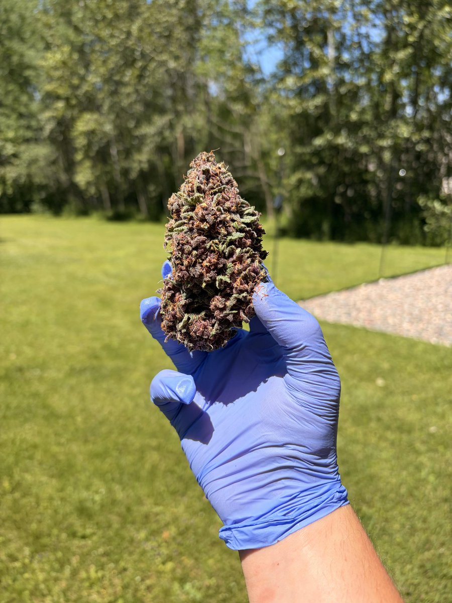 SPACEBLUNT17's tweet photo. Lemon Cherry Cookies

The satisfaction from growing, your own, never dies https://t.co/RN1qghDhAZ