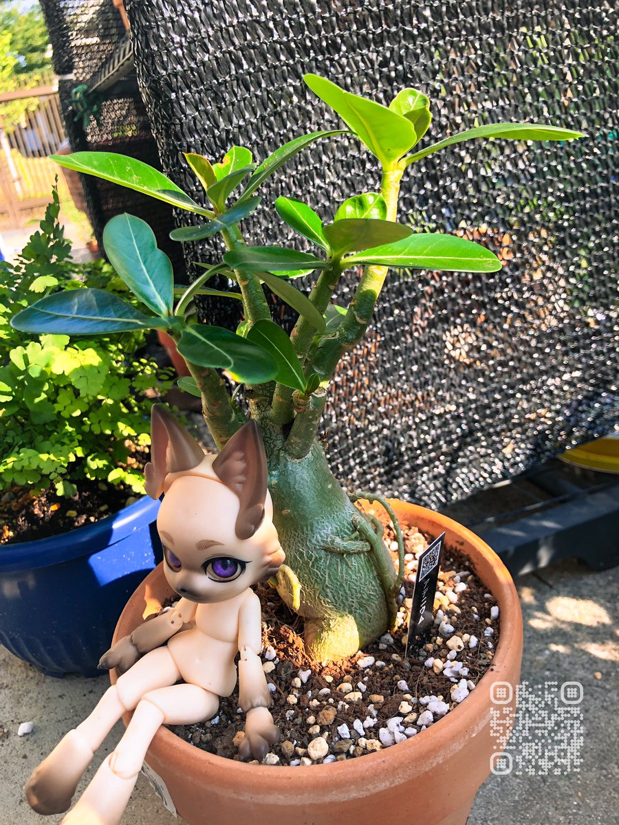 mo_k_k's tweet photo. #おはドル
#ウチのコ園芸
TINGUIN
シアンくん
最近ハマってる塊根植物を見回り https://t.co/N3RvzdAorK