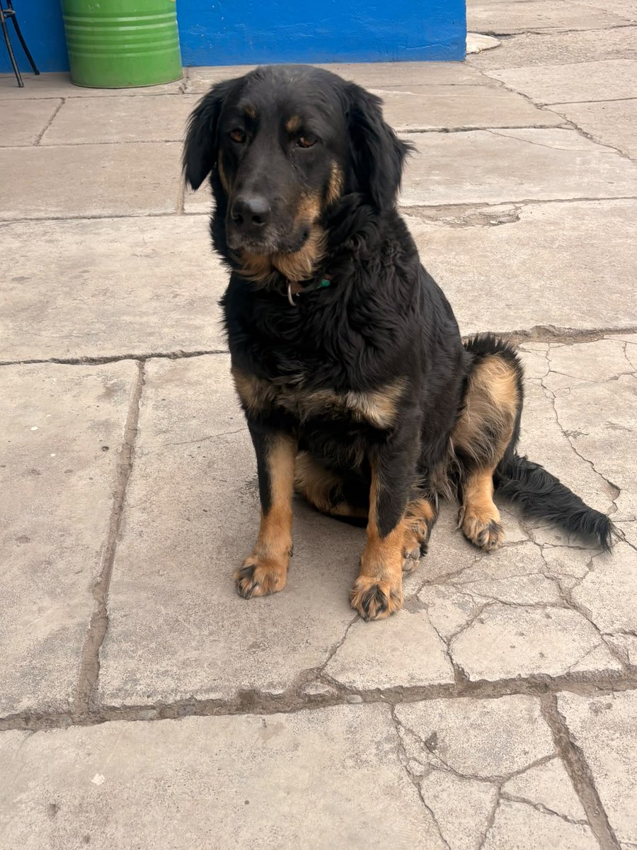 Fundacion_CIMA's tweet photo. Esta amiguita necesita Hogar, es una más que está en la calle esperando que alguien se apiade de ella y le de una #NuevaOportunidadDeVida  
No tiene dónde refugiarse durante el frío y/o la lluvia... #Ayuda #Adopta xfa (esterilizada, 1 año, Mediana) +56 9 5104 0048 (se va a dejar) https://t.co/i5FULF6fsM