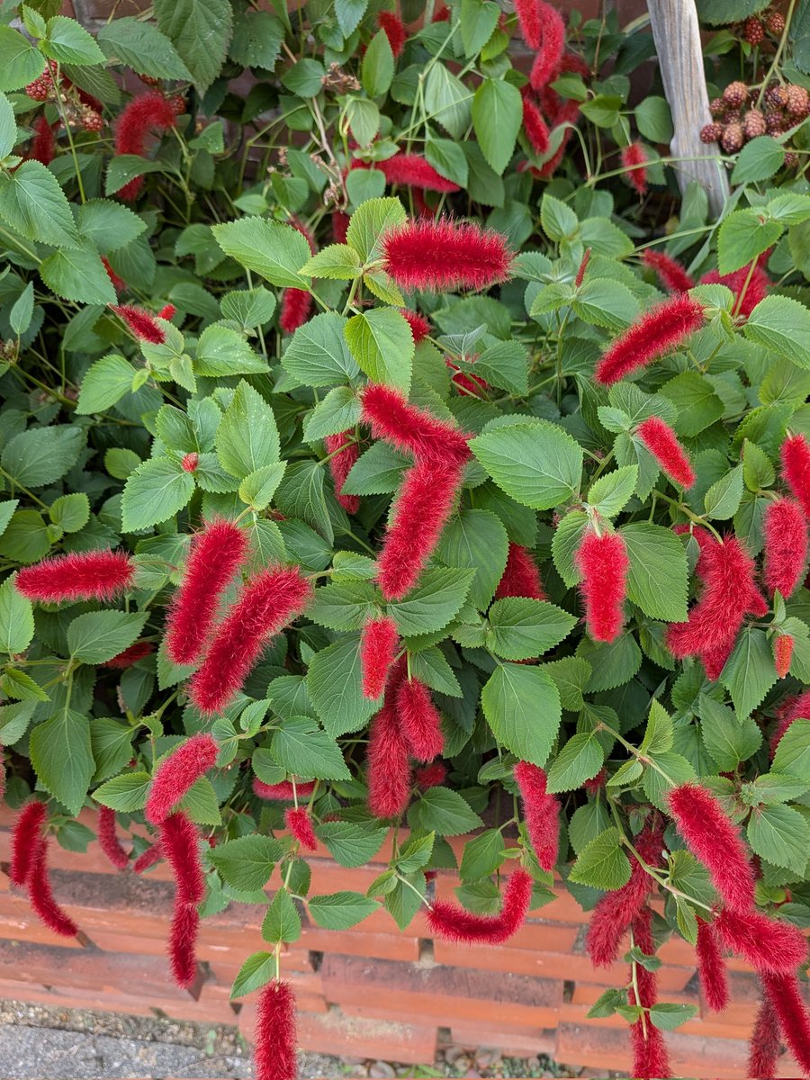 Nyanta1103🌸 tweet media