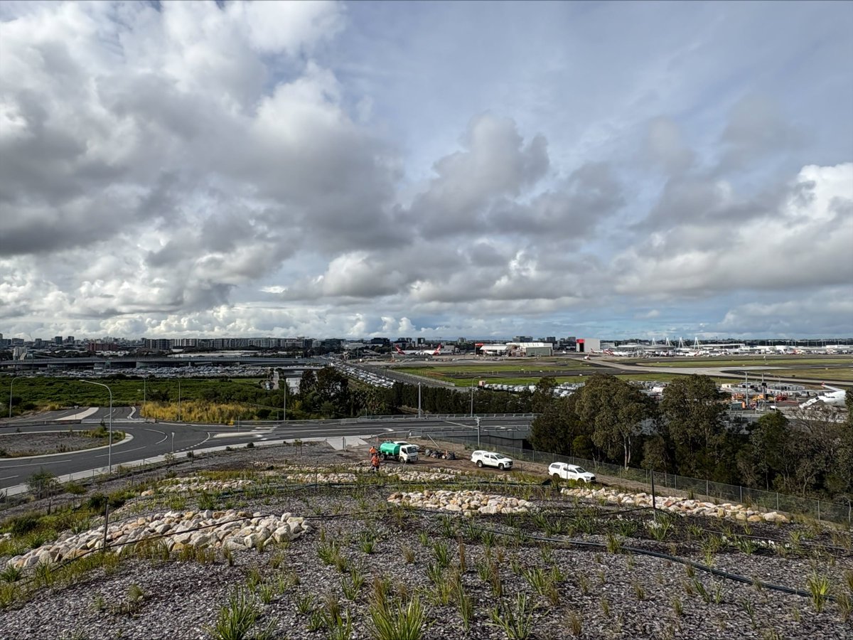 MuruMittigar's tweet photo. Muru Mittigar is proud to maintain Sydney’s iconic Gateway Mounds for ConnectSydney. Our Landscaping team cares for the native plantings and landscape artwork that welcome millions of Sydney Airport travellers each year.
#MuruMittigar #SydneyAirport #CaringforCountry https://t.co/LJ3UxRBTG3