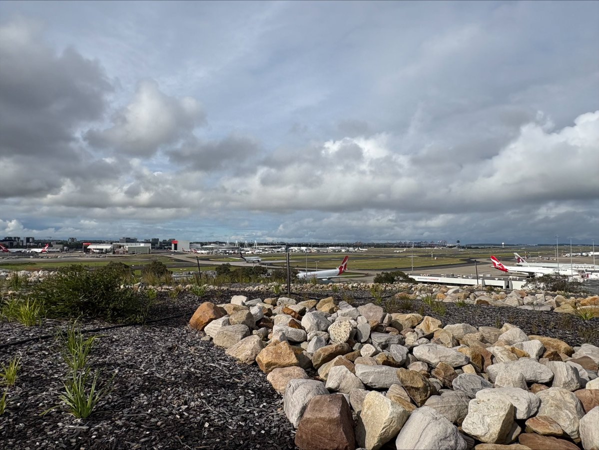 MuruMittigar's tweet photo. Muru Mittigar is proud to maintain Sydney’s iconic Gateway Mounds for ConnectSydney. Our Landscaping team cares for the native plantings and landscape artwork that welcome millions of Sydney Airport travellers each year.
#MuruMittigar #SydneyAirport #CaringforCountry https://t.co/LJ3UxRBTG3