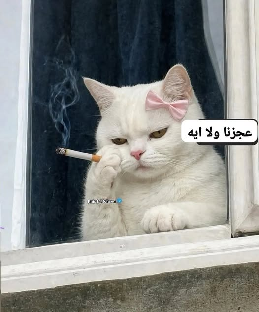 ام نسمه tweet media