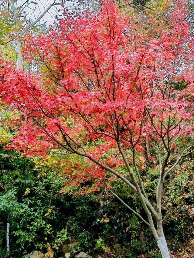nanglang19's tweet photo. Cool autumn breeze, falling maple leaves, and the perfect cup of hot cider—can’t beat this cozy season!， https://t.co/GQQkr59Dyg
