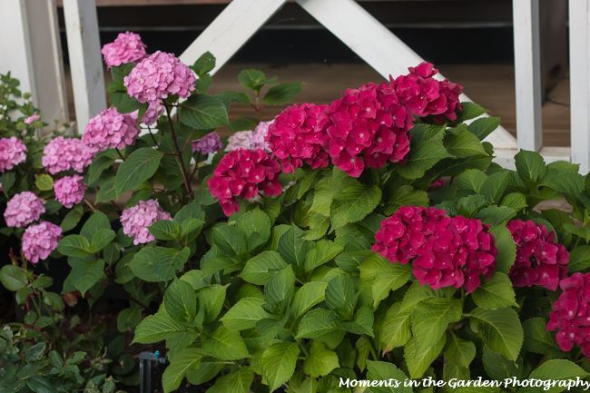 MomentsintheG's tweet photo. My hydrangeas by the front porch continue to do well despite the recent high temperatures. Perfect spot with dappled shade. #hydrangea #dappledshade #julygarden #momentsinthegardenphotography https://t.co/n0TwoPdjOG