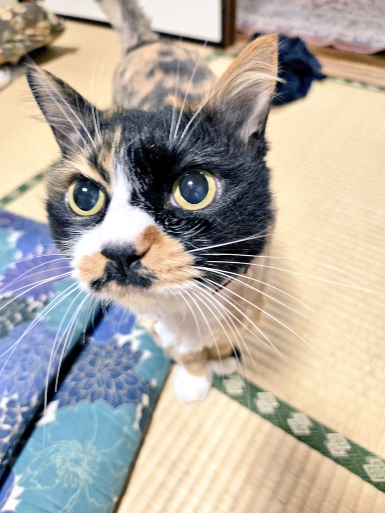 y____yaman's tweet photo. ﾓｻﾓｻからｽｯｷﾘになりました。ﾆｬｺﾞﾆｬｺﾞ文句をいわれたので、ｼｰﾊﾞで和解しました。 https://t.co/aEZNA1nnWL