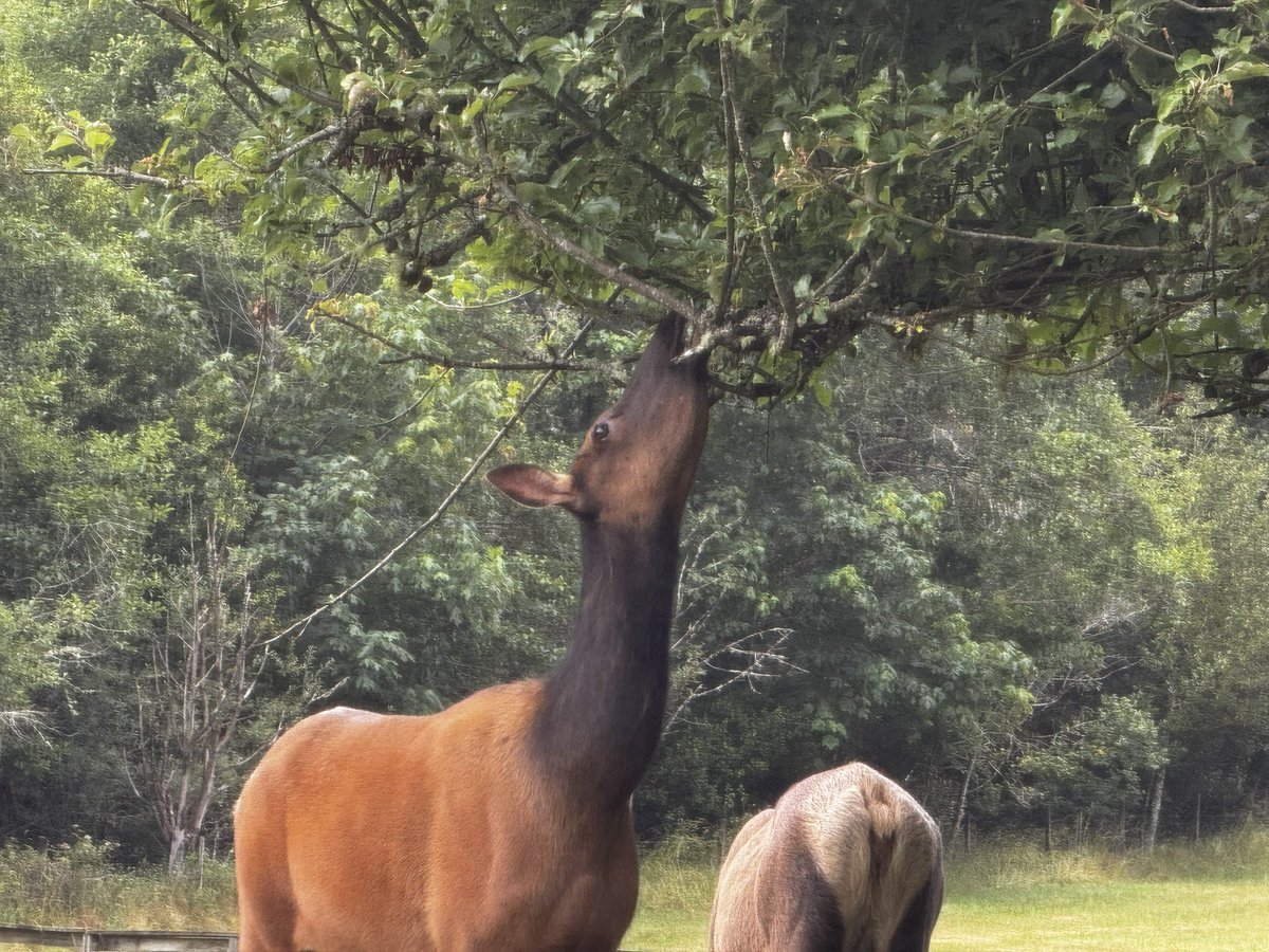VOXofSU's tweet photo. @MikeHar71948038 @SirDogTurd My elk. 

They look like deers with giraffe necks 🤭 https://t.co/tuj7krszks
