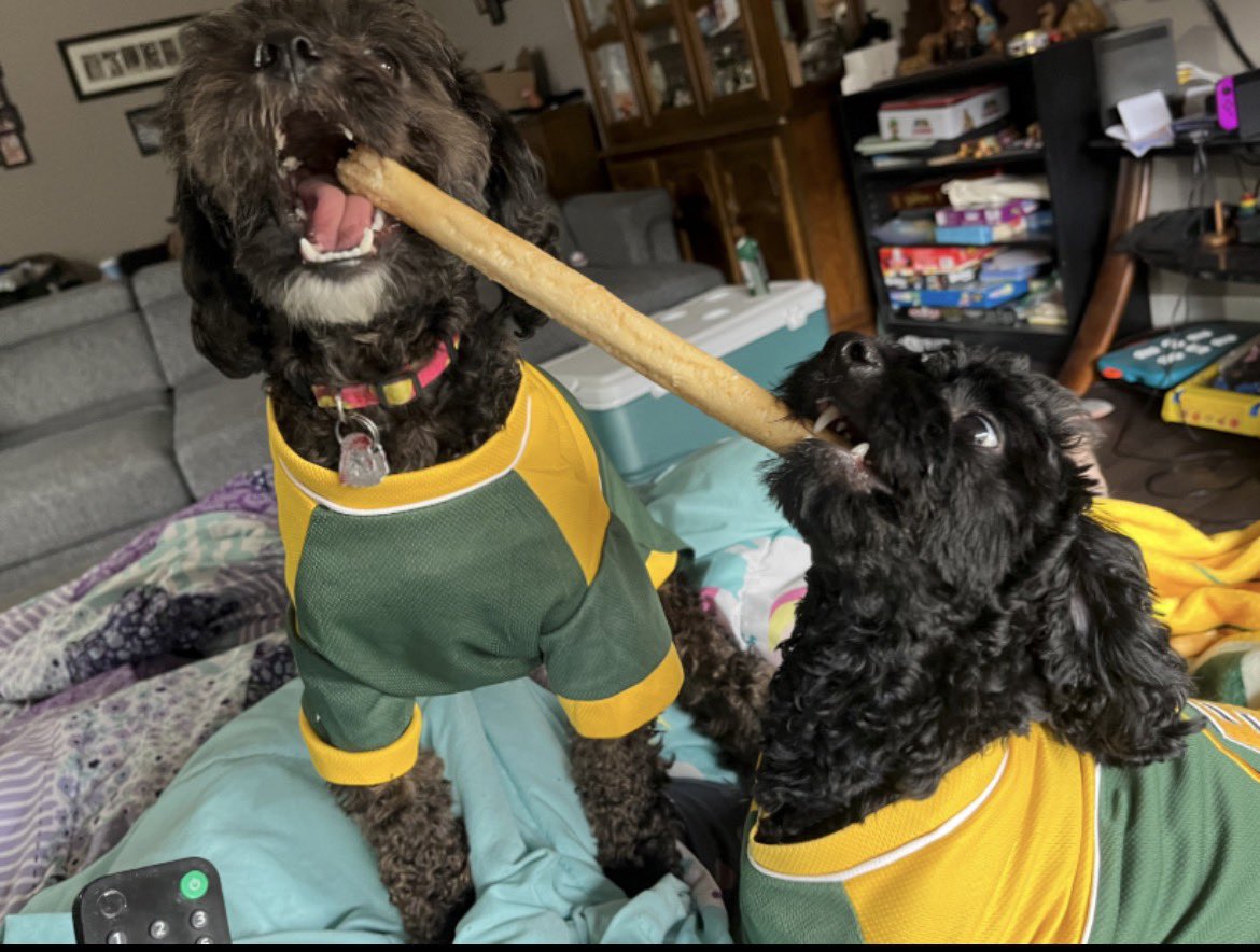 elksfan54's tweet photo. Cherry and Blossom are showing their stylish EE jerseys!

#eepets #edmontonelks https://t.co/vAaPgKx9dp