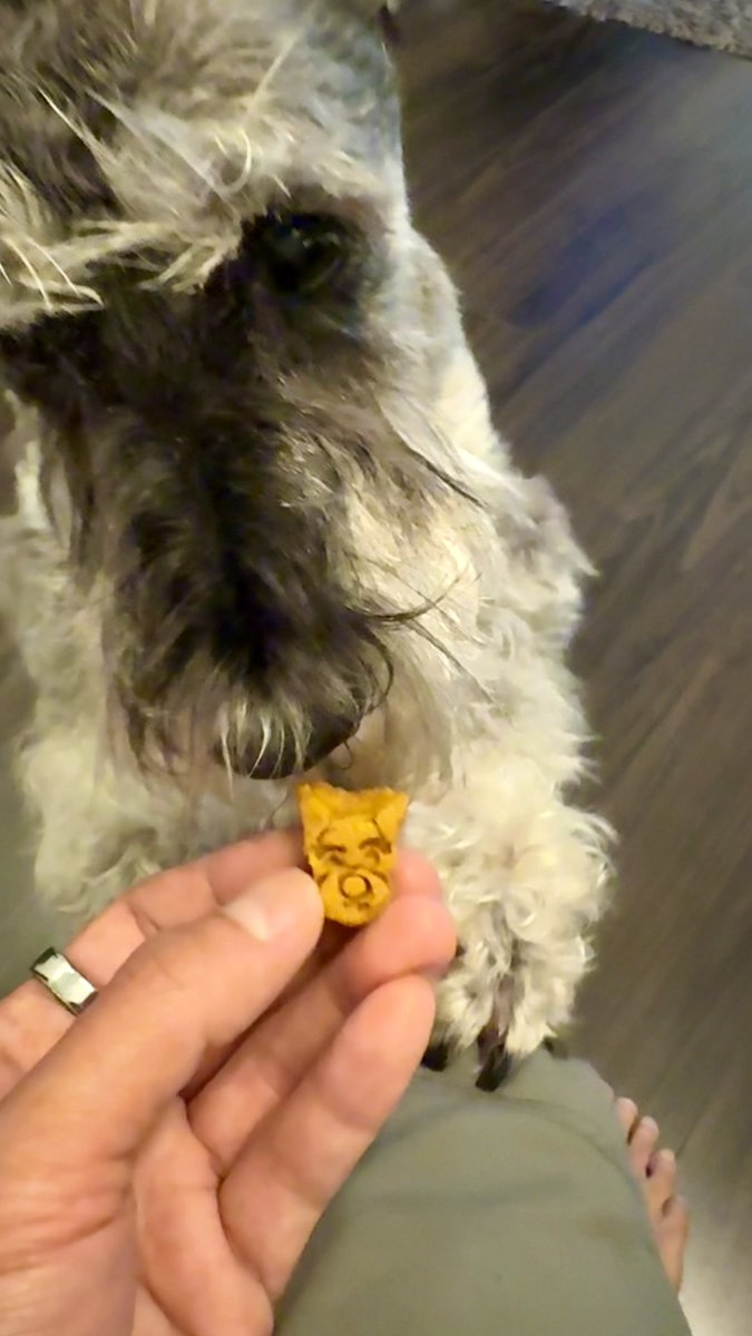 muffinjai's tweet photo. I’ve officially met my match in the form of these homemade cookies from my favorite auntie at the Vancouver Schnauzer Meetup, and it’s honestly a little bit eerie how much these tiny treats resemble me. 🥰
#SchnauzerMeetup #SchnauzerLove #MiniatureSchnauzer #BirthdayTreats https://t.co/MNhBjqCNfZ