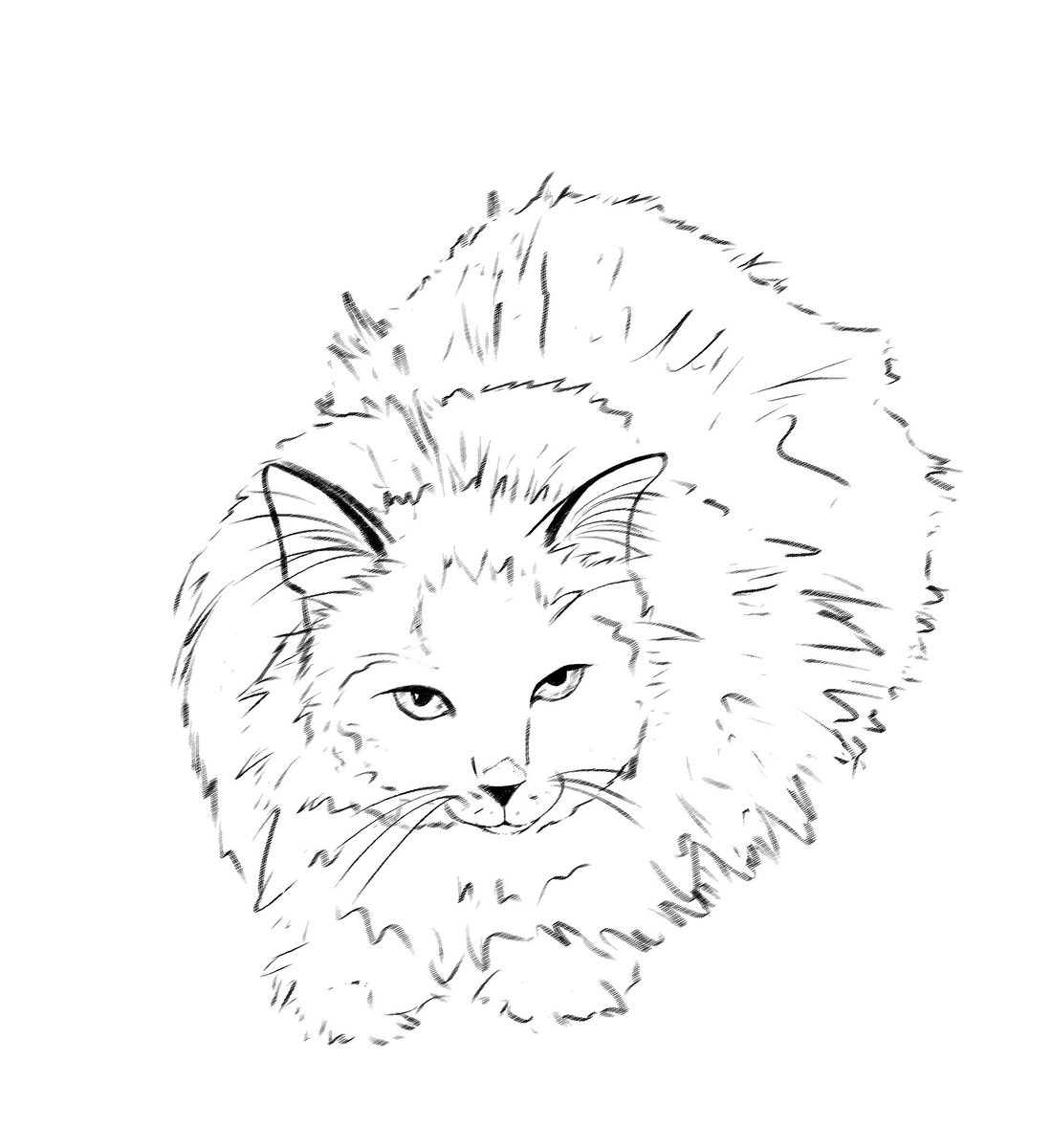 Zelkovaee's tweet photo. @a_mbrax Jsp pq on dirait un lion comme ça dsl 💔 mais il est trop beau irl bravo https://t.co/xxtkf6oIGK