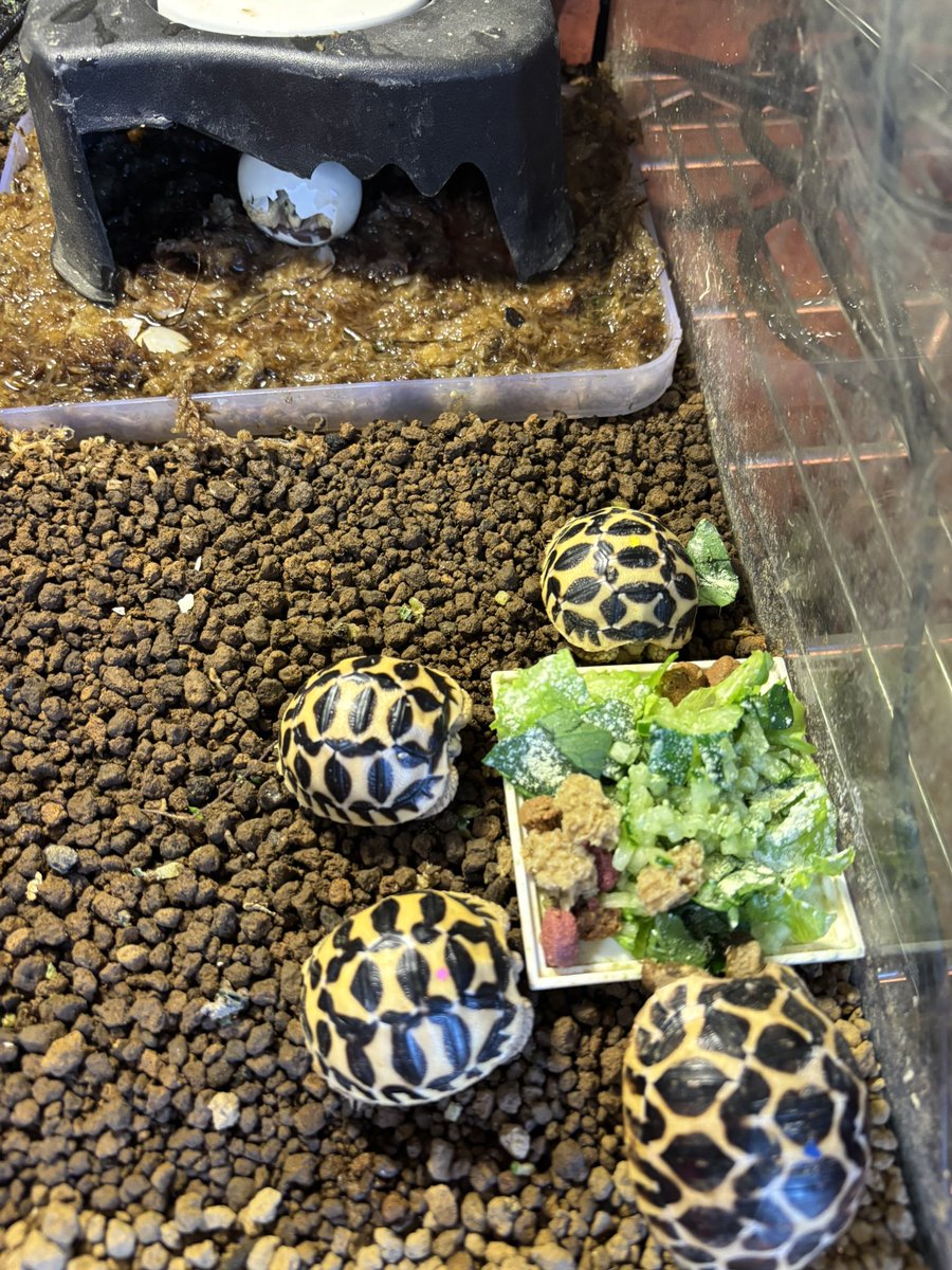 reptilelabo's tweet photo. ベビーラッシュ❤️みんな元気に大きくなってね🐢

#インドホシガメ
#インドホシガメ孵化
#インドホシガメベビー https://t.co/LW41fn9x55