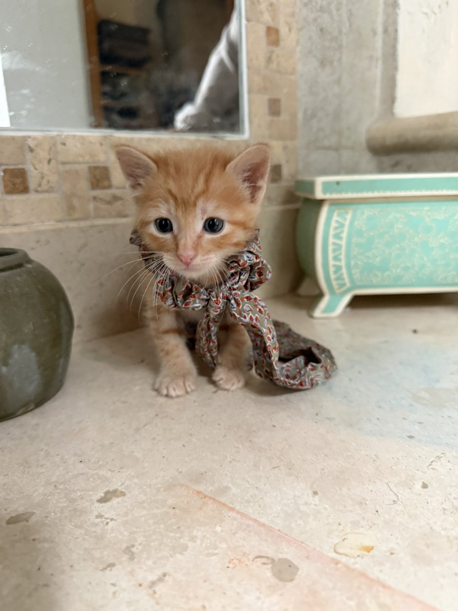 Alina_Gag's tweet photo. Me llamo Minuto. Me encontraron muy pequeñito en la lluvia. Ahora estoy a salvo. Me gusta mucho comer y dormir porque soy un bebito. Ahorita estoy comiendo latitas y comida de bebé. Tengo menos de un mes.

Soy macho y muy divertido y precioso. https://t.co/O42vkSrj0t