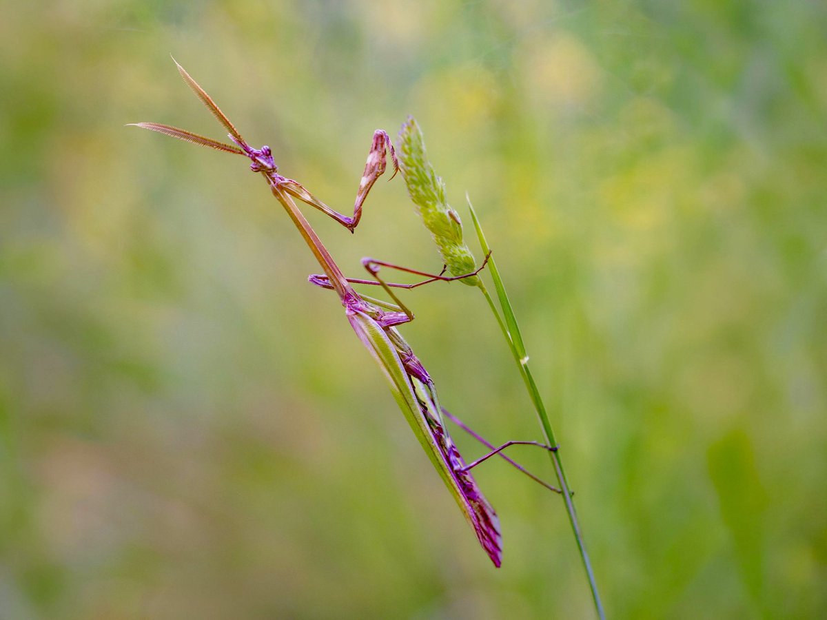 AAJBHC's tweet photo. XX Concurso Fotográfico de nuestra Asociación 
Categoría B: Segundo Premio: a la fotografía «Empusa pennata” de Dña. Cecilia Cimadevilla Suarez.
@JBHConcepcion @malaga @culturamalaga @turismodemalaga https://t.co/IAnGldWaSm