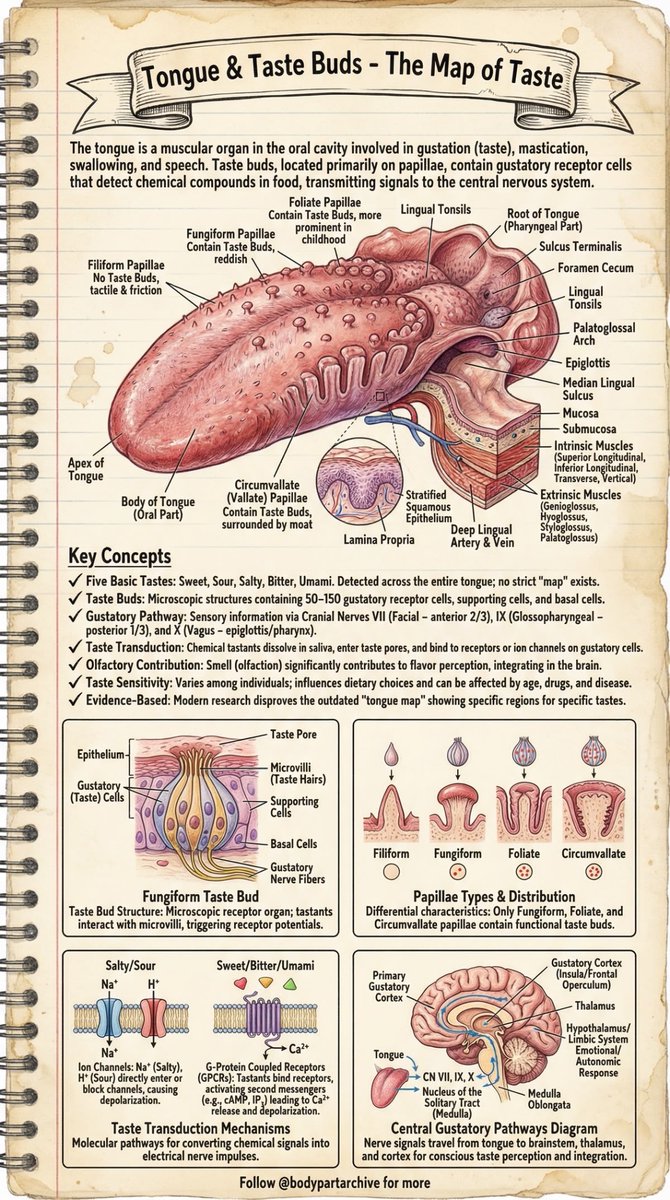 InfoSciHub's tweet photo. Tongue &amp; Taste Buds - The Map of Taste https://t.co/3CJNt1KzKl