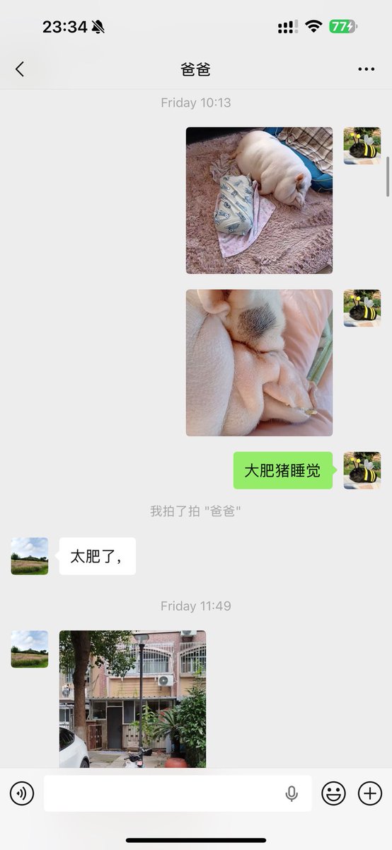xaowei2026's tweet photo. @mmmammm_a 跟我家长一模一样…唉，所以我在我那二位面前就一只干脆装傻释放自己阿斯的本性，像个10岁小孩一样天天给他们发我自己拍到的或者从网上找的的小动物图片视频，然后用小孩子的语气说话 https://t.co/g7C1Pfbl2e