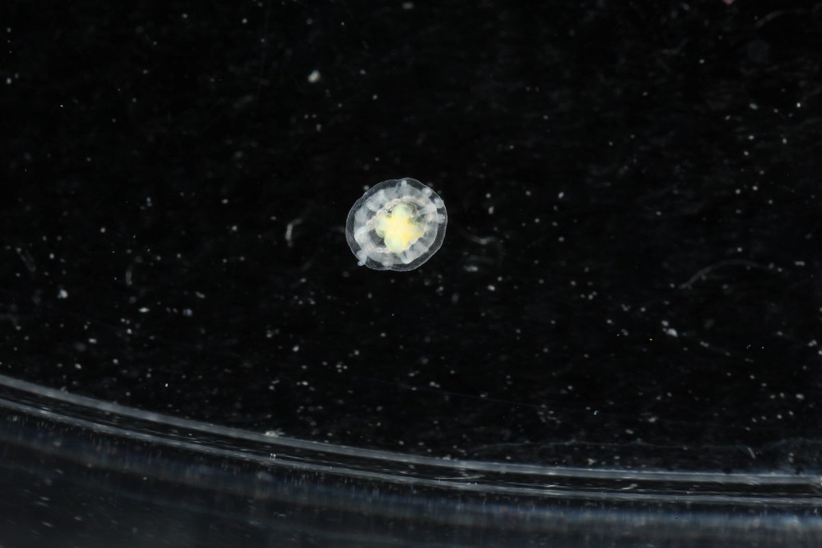 Johndawtcom's tweet photo. There is an animal that never has to die of old age.

Turritopsis dohrnii is a jellyfish barely the size of a fingernail, and when it is injured, starved, or simply old, it does something no other known animal can do. Its cells reverse course. The adult body collapses back into an earlier life stage, the same one it passed through as a juvenile, and it starts growing all over again.

Here is the part biologists still cannot fully explain. This is not regeneration like a lizard regrowing a tail. It is closer to a butterfly turning back into a caterpillar, then living long enough to become a butterfly again, and doing it again, and again.

In labs, individual colonies have been cycled through this reversal dozens of times without ever dying naturally. That does not make the jellyfish invincible. A hungry fish or a change in water chemistry will still kill it in an instant. But left alone, its clock does not appear to run out.

Somewhere in the ocean right now, a creature the size of a grain of rice may be the closest thing biology has ever produced to functional immortality. 📷 Dr. Karen J. Osborn / Wikimedia Commons (CC0)