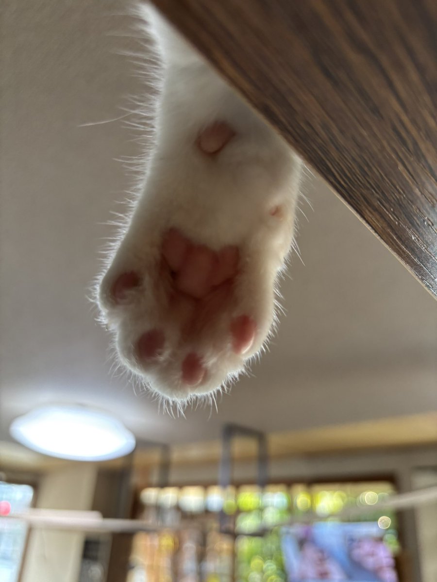 harusyunin's tweet photo. おはよう☀ございます
こうめさんの☀️可愛い肉球🐾🐈🐈‍⬛

#おはようございます #肉球 #ねこ #大洲市 https://t.co/gkc6AolDgn