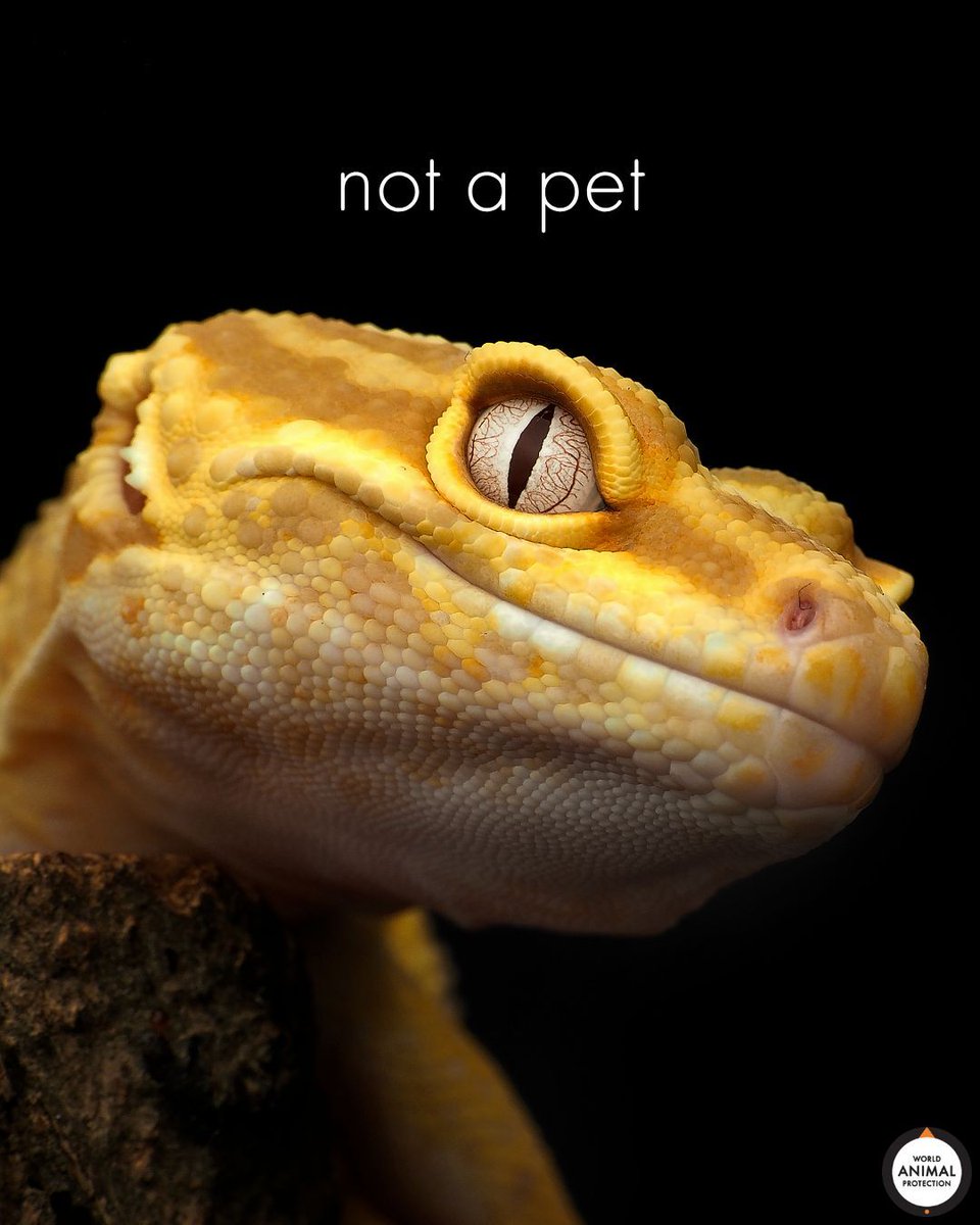 World Animal Protection US tweet media