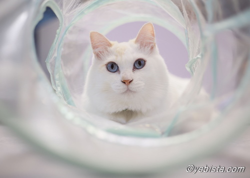 yebista's tweet photo. 阿佐ヶ谷の譲渡型保護猫カフェ
#拝啓ねこ様

ミミピン君

#里親募集 https://t.co/RgTrrGzpRj