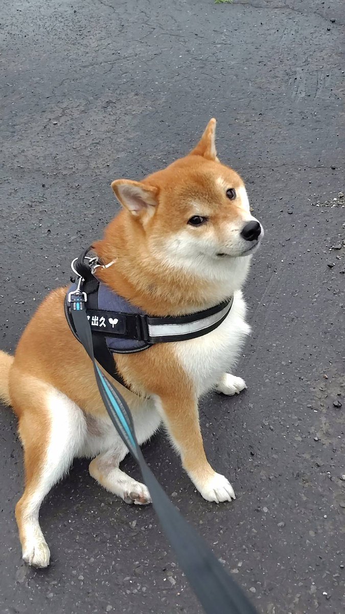 柴犬