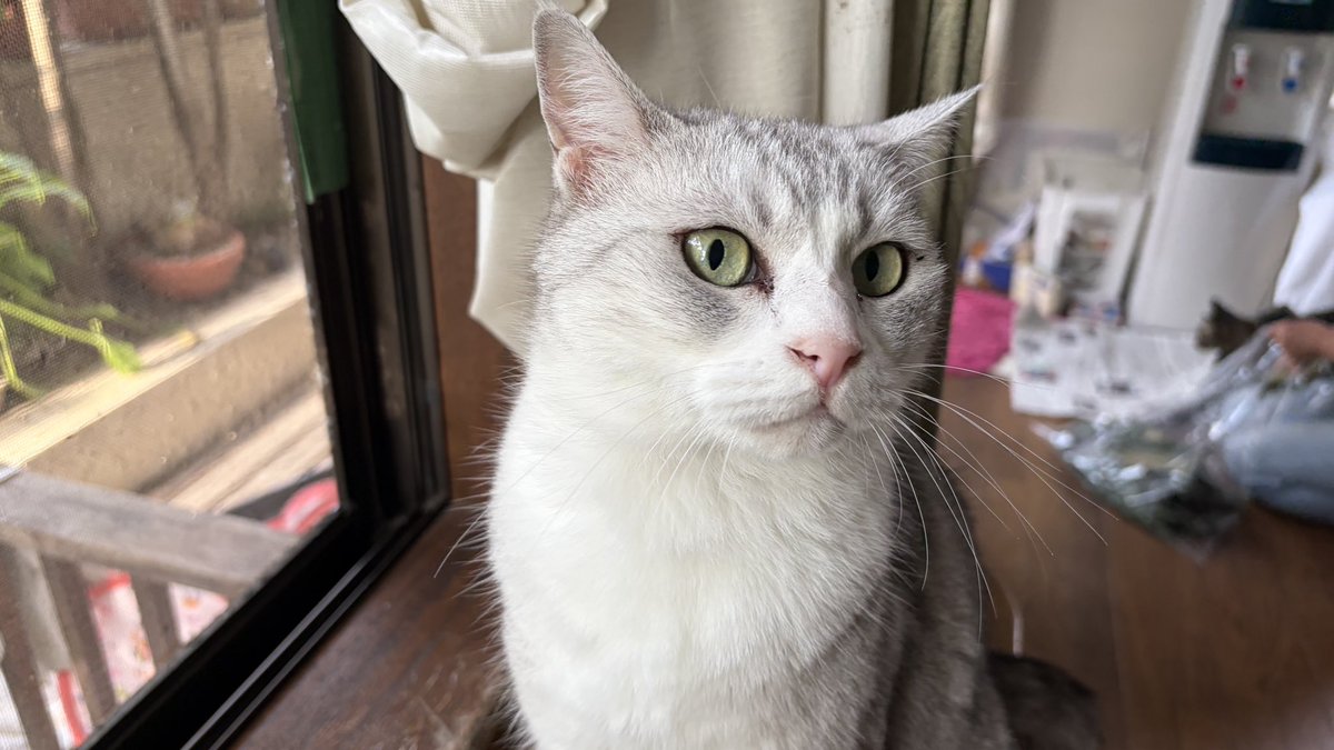 おはよう🐈good morning 』 暑くなりそうな朝です アルゼンチン🇦🇷劇
