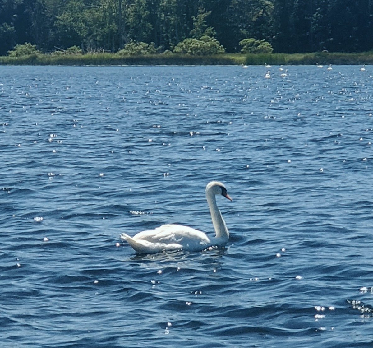 TomBeac24487464's tweet photo. The swan swam alone on the blue water. Sun struck the ripples like scattered shot. Behind him the dark trees held the shore. #Swan #LakeLife #Nature #QuietWater #Wilderness https://t.co/GvVaKxI2vi