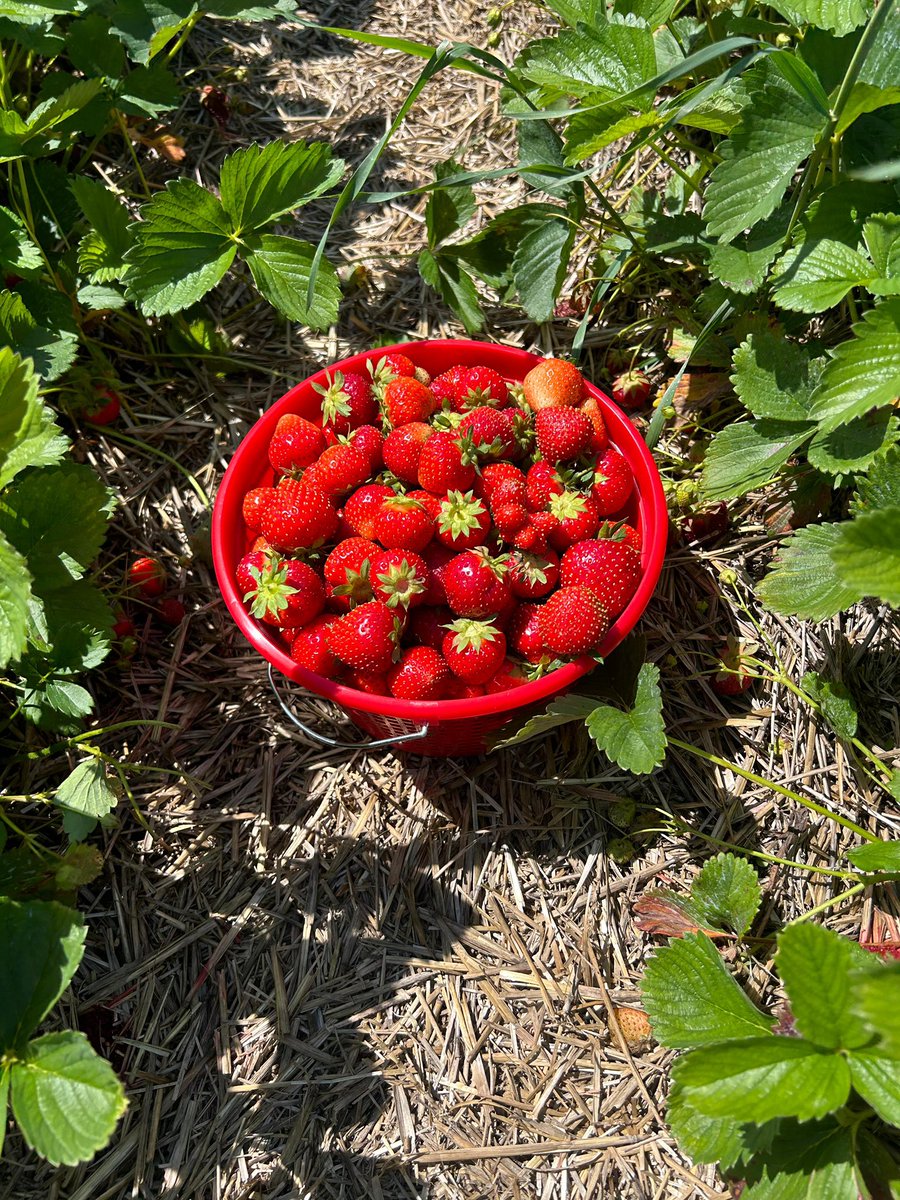 h44434_huff's tweet photo. They looks so yummy 🍓🍓🍓🍓 https://t.co/wSisdS09PQ