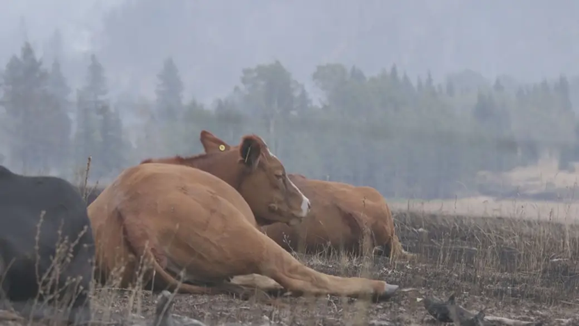 GreatlakesladyM's tweet photo. Canada at least try to put the fires out. 🤨
During the Canadian wildfires, animals are impacted through immediate danger, displacement, and smoke inhalation. While many large mammals, birds, and insects can flee, burrow, or take refuge in waterways, megafires destroy critical habitats, forcing wildlife to navigate new environments or face devastating losses.